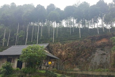 Đi tìm sự thật về hàng cây mới trồng trên đường Nguyễn Chí Thanh