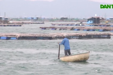 Phú Yên: Cưỡng chế di dời người dân ở các lồng bè để tránh bão số 6