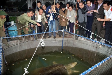 Có phác đồ điều trị cho cụ Rùa trước ngày 10/4