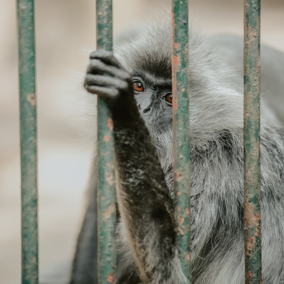 Bộ ảnh Thảo Cầm Viên đẹp ngất ngây gây sốt mạng xã hội - 5 Bộ ảnh Thảo Cầm Viên đẹp ngất ngây gây sốt mạng xã hội - 5