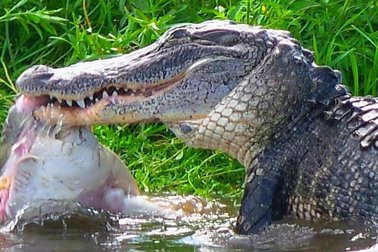 Xem công nhân Thái Lan mang đồ ăn cho đàn cá sấu đói 10.000 con