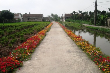 Đẹp ngỡ ngàng những con đường làng rực rỡ hoa mười giờ