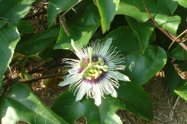 Dùng lạc tiên tây đúng cách để trị chứng mất ngủ