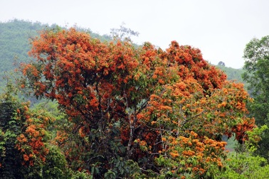 Hoa trang rừng cổ thụ bung nở rực rỡ ở nơi được ví là "Đà Lạt của Phú Yên"