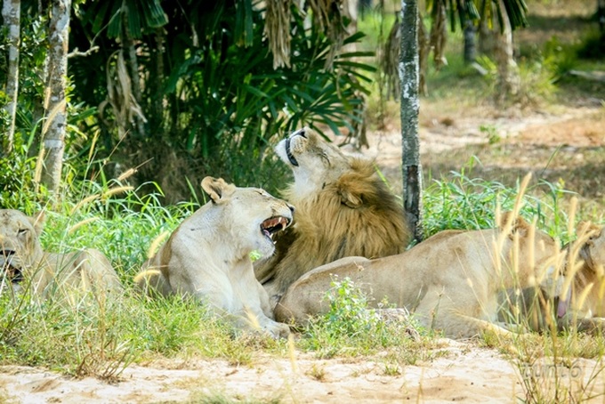 Khám phá cuộc sống hoang dã “thời giãn cách” bên trong công viên bảo tồn lớn bậc nhất châu Á - Ảnh 6.