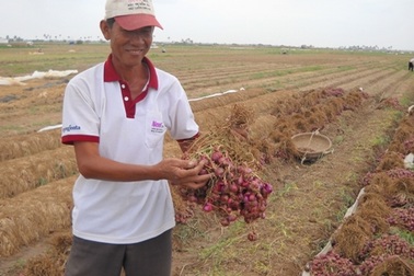 Lãi 300 triệu đồng/ha nhờ...trồng hành tím 