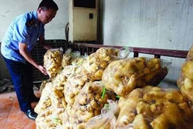 Choáng với gừng tươi bảo quản bằng lưu huỳnh