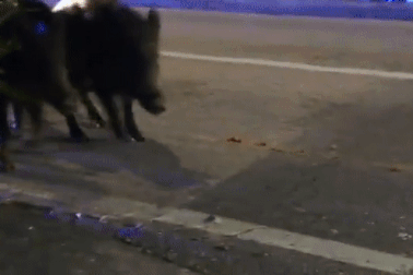 Hàng chục con lợn rừng ùa vào thị trấn giữa lúc bệnh dịch hoành hành