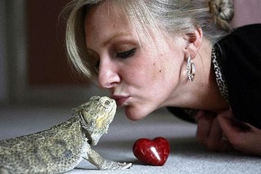 Hoãn cưới để lấy tiền chữa bệnh cho thằn lằn