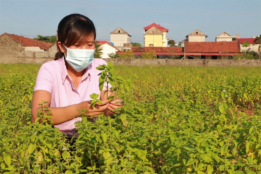 Bén duyên trồng dược liệu chưng cất tinh dầu, U40 thu tiền tỷ mỗi năm - 2 Bén duyên trồng dược liệu chưng cất tinh dầu, U40 thu tiền tỷ mỗi năm - 2