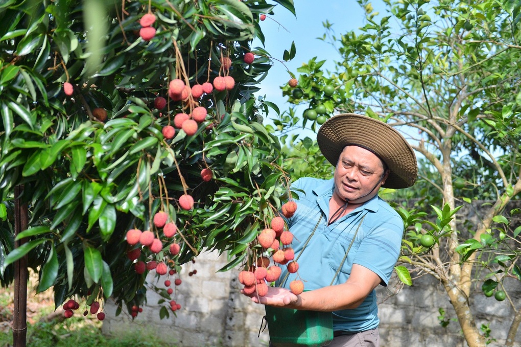 Lão nông Bắc Giang trồng vải không hạt lạ, ở Nhật Bản bán 5 triệu đồng/kg - 3 Lão nông Bắc Giang trồng vải không hạt lạ, ở Nhật Bản bán 5 triệu đồng/kg - 3