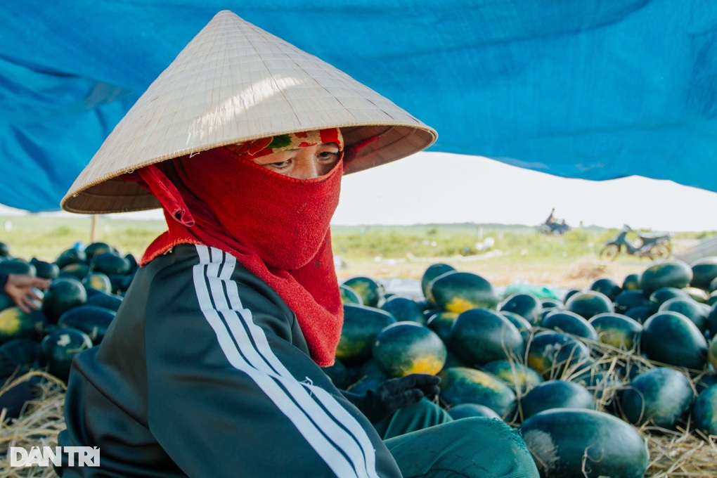 Dưa hấu chỉ 3.000-4.000 đồng/kg lại thêm mất mùa, người trồng khóc ròng - 1 Dưa hấu chỉ 3.000-4.000 đồng/kg lại thêm mất mùa, người trồng khóc ròng - 1