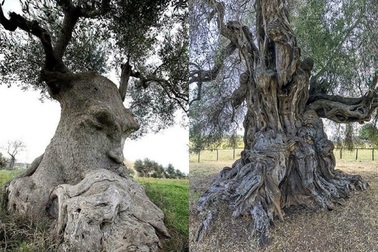 Những cây olive nghìn năm hình dáng kỳ quái