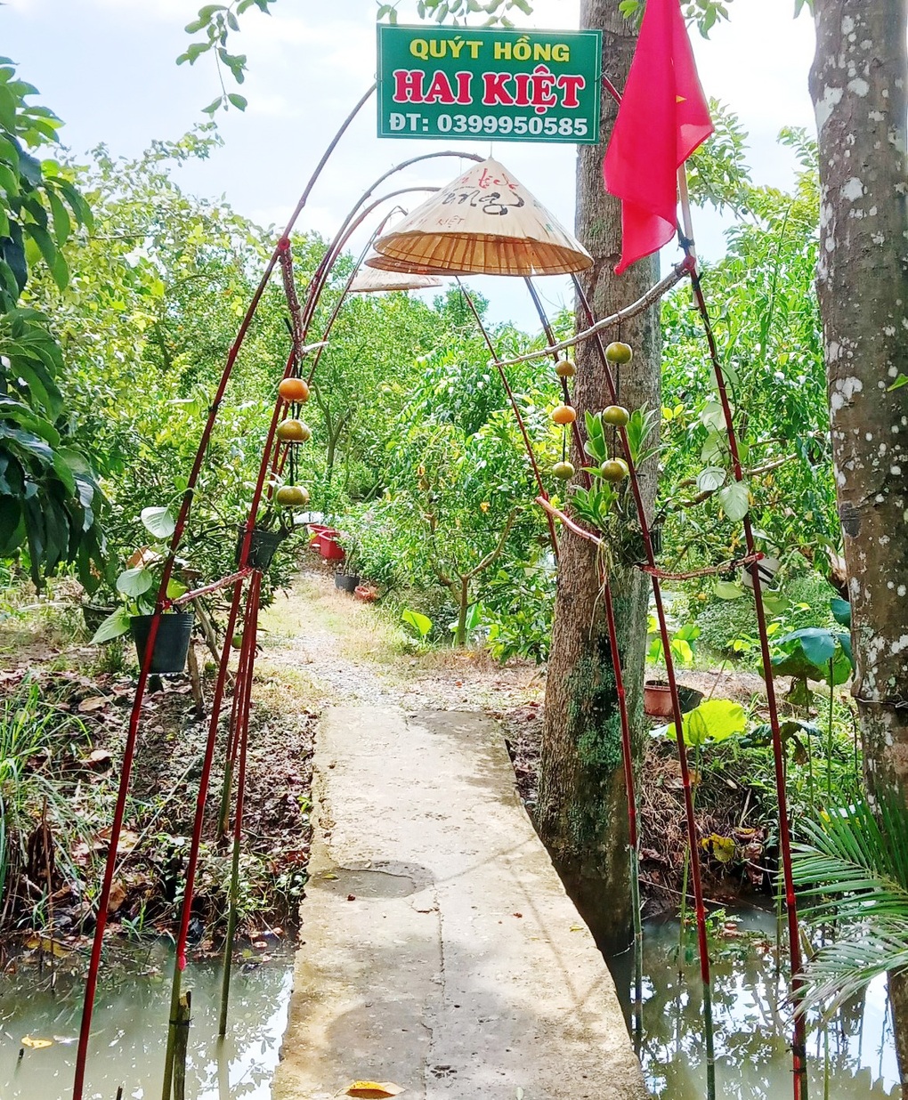 Nhà vườn bắt quýt hồng gánh nhiều vai, thu thêm hàng trăm triệu đồng - 4 Nhà vườn bắt quýt hồng gánh nhiều vai, thu thêm hàng trăm triệu đồng - 4