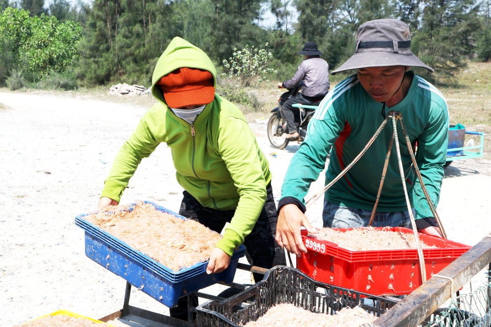Ngư dân Quảng Nam trúng mùa ruốc biển - 8 Ngư dân Quảng Nam trúng mùa ruốc biển - 8