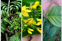 Lào Cai: Hai người bị ngộ độc lá ngón được cứu kịp thời