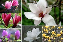 Người Hà Nội chi tiền triệu đặt mua cây hoa đẹp lạ chuẩn bị chơi Tết