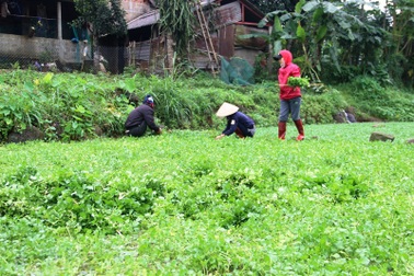 Thu gần trăm triệu nhờ trồng rau liệt quanh giếng cổ ngàn năm