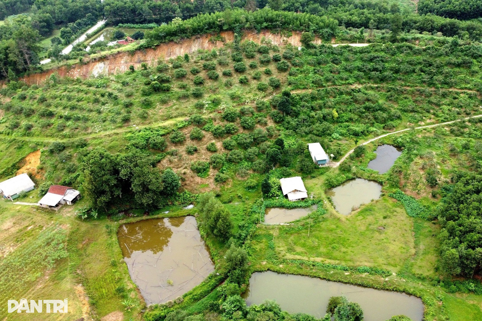 חקלאי זקן משתמש ברעל כדי להילחם ברעל כדי להגן על גינת פירות מיוחדת - 5 Lão nông lấy độc trị độc để bảo vệ vườn quả đặc sản - 5