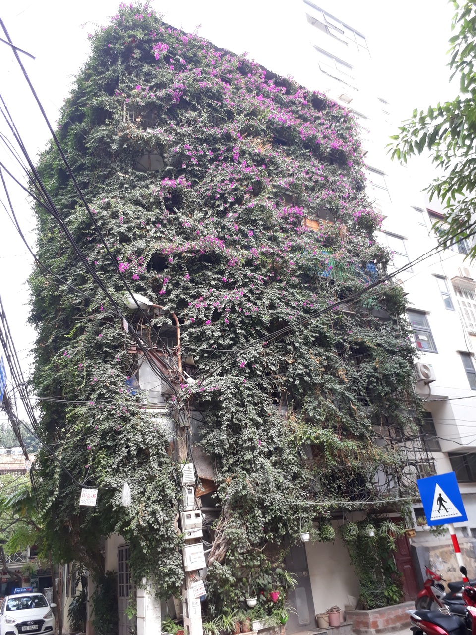 Nhà cây 5 tầng phủ kín hoa giấy ở Hà Nội, ai đi qua cũng dừng lại ngắm - 14 Nhà cây 5 tầng phủ kín hoa giấy ở Hà Nội, ai đi qua cũng dừng lại ngắm - 14