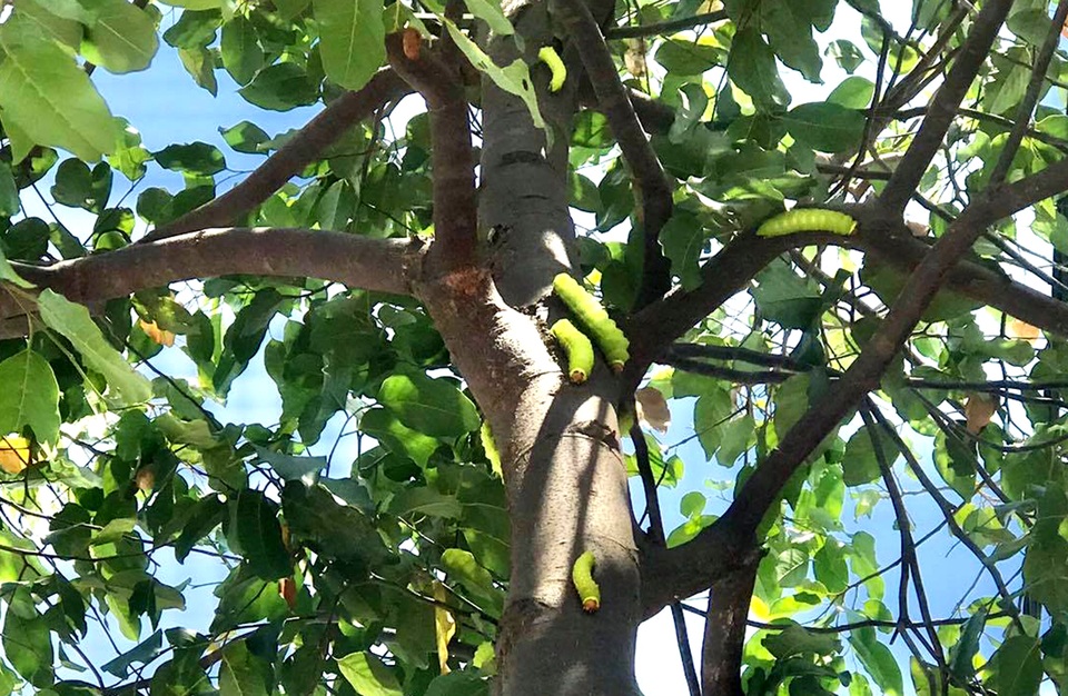 Hàng nghìn con sâu lạ ăn trụi lá cây bên đường - 2 Hàng nghìn con sâu lạ ăn trụi lá cây bên đường - 2