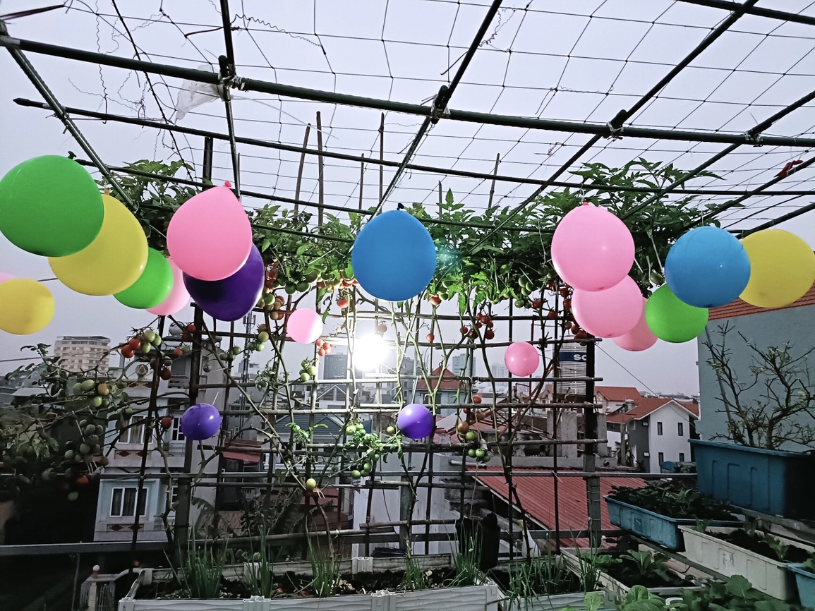 Mẹ đảm ở Hải Phòng kỳ công về quê chở đất, kéo từng bao lên phố trồng rau - 12 Mẹ đảm ở Hải Phòng kỳ công về quê chở đất, kéo từng bao lên phố trồng rau - 12