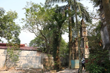 Cận cảnh cây sưa trăm tỷ đồng sắp được mang đấu giá ở Hà Nội