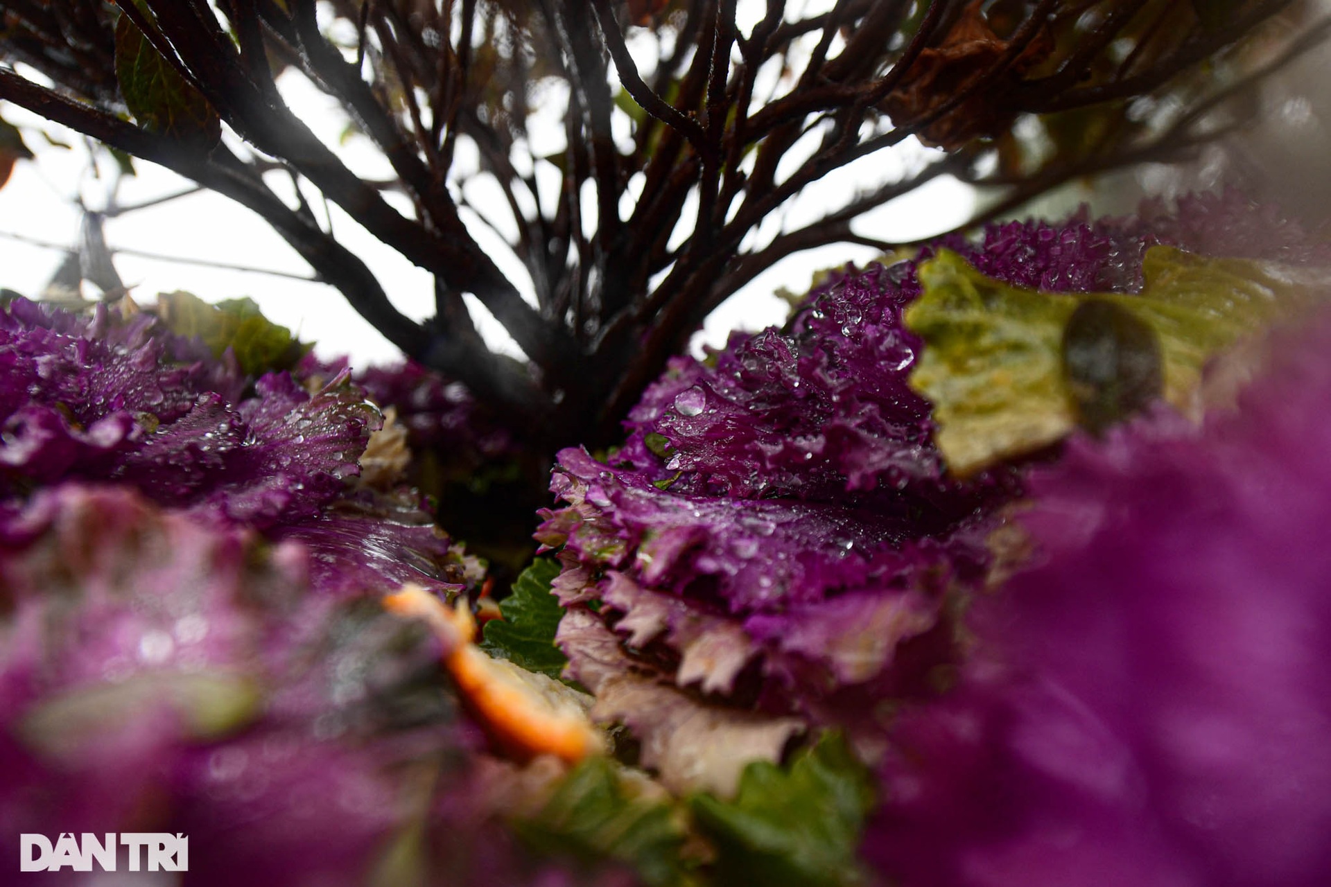 Du khách vẫn đổ lên đỉnh Fansipan dù mưa rét 0 độ C và không có băng tuyết - 4 Du khách vẫn đổ lên đỉnh Fansipan dù mưa rét 0 độ C và không có băng tuyết - 4