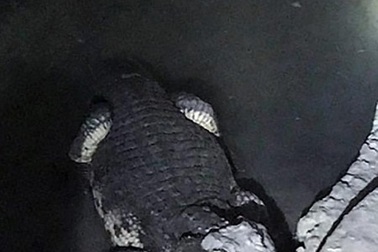 Cá sấu dài 2m "gác" tầng hầm tàng trữ đầy súng đạn