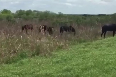 Choáng với hình ảnh ngựa bất ngờ cho cá sấu “ăn đòn”