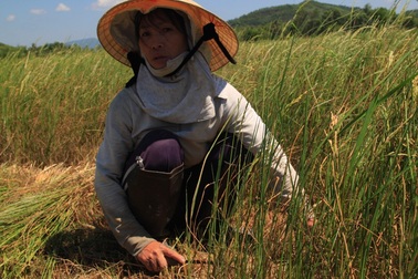 Nhiều hồ chứa cạn nước, hàng ngàn hecta cây trồng bị hạn