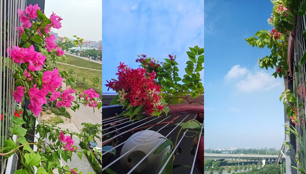 Gia chủ Hà Nội làm khu vườn xanh tốt hơn trăm loài cây ở ban công - 6 Gia chủ Hà Nội làm khu vườn xanh tốt hơn trăm loài cây ở ban công - 6