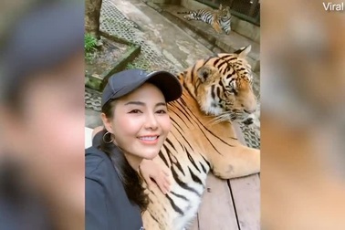Nữ du khách táo tợn nắm tinh hoàn của hổ để chụp ảnh