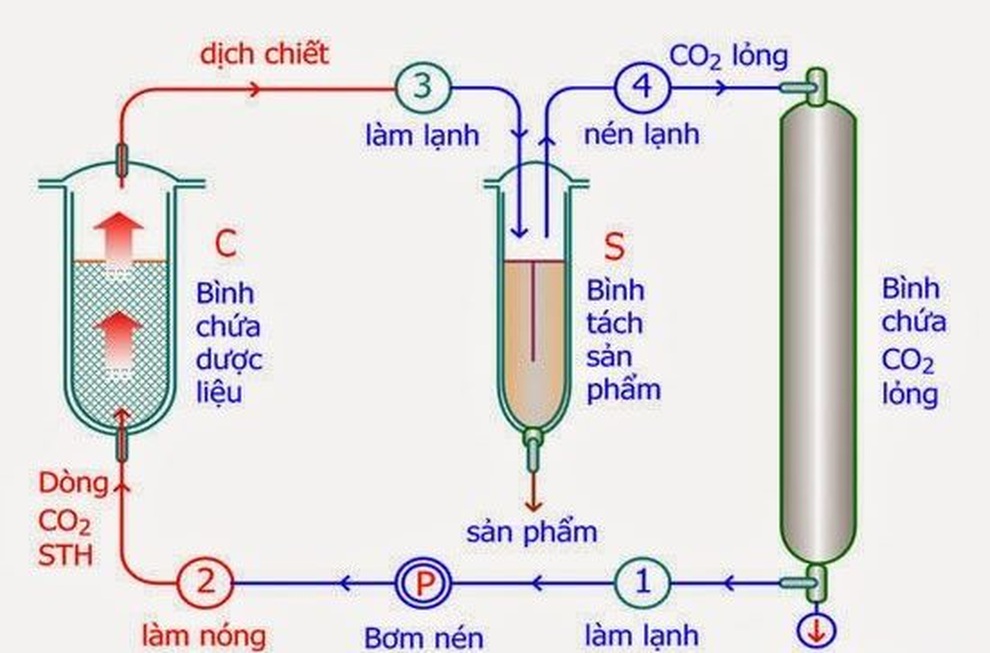 Cọ lùn - giải pháp cho người bị tiểu đêm, tiểu són, tiểu nhiều lần - 3 Cọ lùn - giải pháp cho người bị tiểu đêm, tiểu són, tiểu nhiều lần - 3
