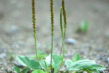 10 phương pháp “chữa bệnh” không tốn tiền 