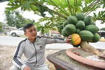 "Săn" đu đủ bonsai dáng siêu độc, quả đẻ chi chít chơi Tết