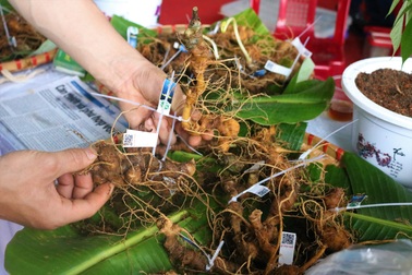 Nhộn nhịp phiên chợ ở "thủ phủ" sâm Ngọc Linh, thu về hơn 30 tỷ đồng