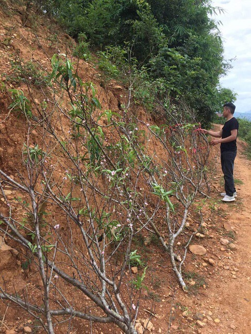 Không khí lạnh về, nhiều người đua nhau săn đón đào nở sớm - 3 Không khí lạnh về, nhiều người đua nhau săn đón đào nở sớm - 3