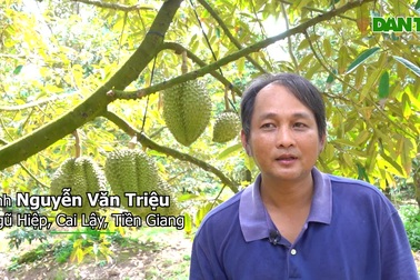 Sầu riêng xuất ngoại tăng giá kỷ lục, nông dân lãi tiền tỷ