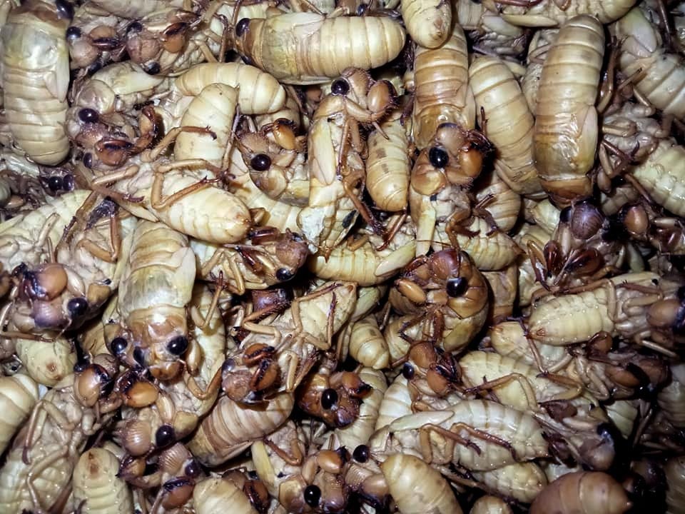 Đắt gấp đôi thịt bò, ve sầu non được hét giá tiền triệu đầu hè - 1 Đắt gấp đôi thịt bò, ve sầu non được hét giá tiền triệu đầu hè - 1
