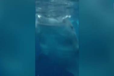 “Hết hồn” trước khoảnh khắc du khách suýt bị cá mập voi nuốt chửng