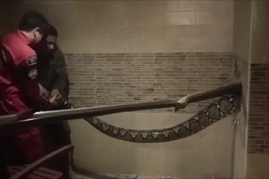 Trăn khổng lồ dài hơn 6m ẩn nấp trong phòng tắm khách sạn