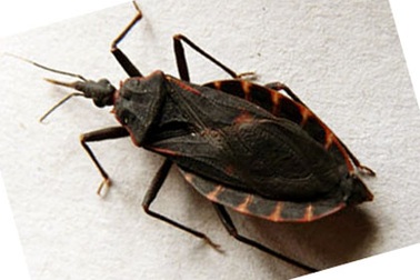 Nghi có bọ xít hút máu tại Hải Phòng