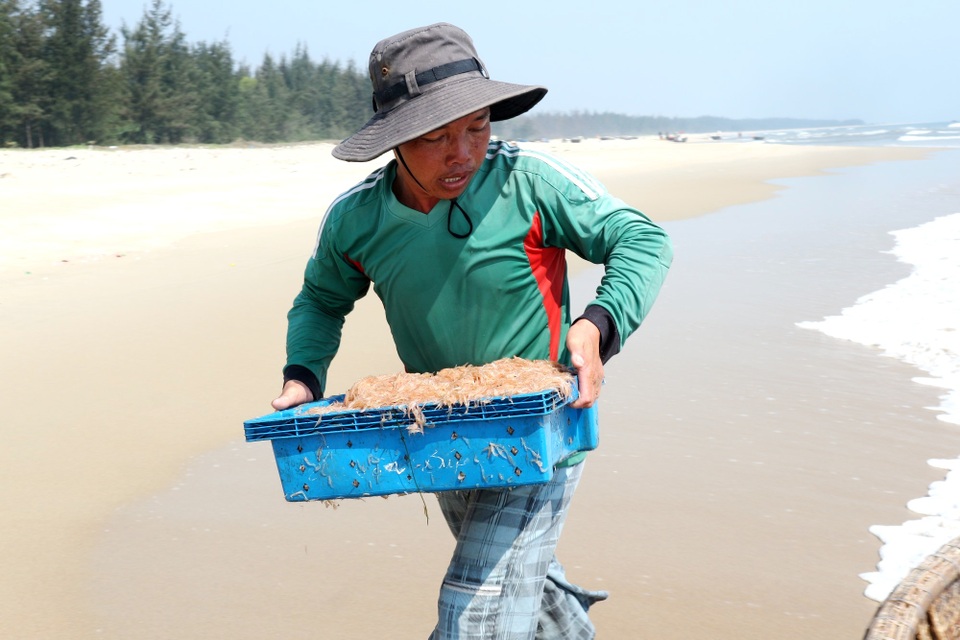 Ngư dân Quảng Nam trúng mùa ruốc biển - 9 Ngư dân Quảng Nam trúng mùa ruốc biển - 9