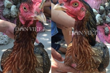 Những giống gà độc nhất vô nhị gây xôn xao