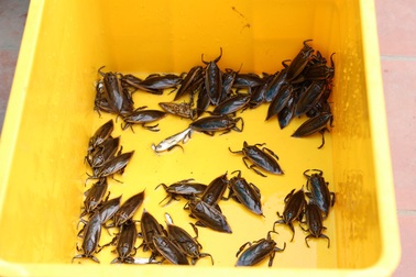 9X nuôi con côn trùng thơm như quế, bán 5 triệu đồng/kg vẫn "cháy hàng"