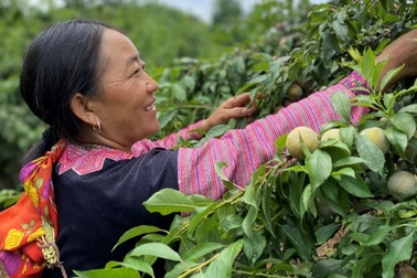 Shopee hỗ trợ xúc tiến tiêu thụ sản phẩm nông sản các địa phương