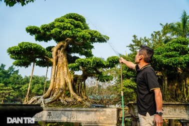 Chiêm ngưỡng cây sanh dáng cột cờ Hà Nội giá gần 2 tỷ đồng