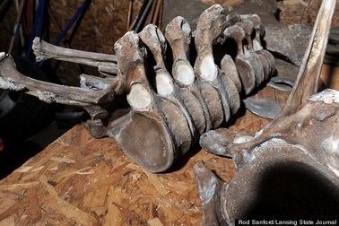 Đào được xương động vật kỷ băng hà trong vườn nhà