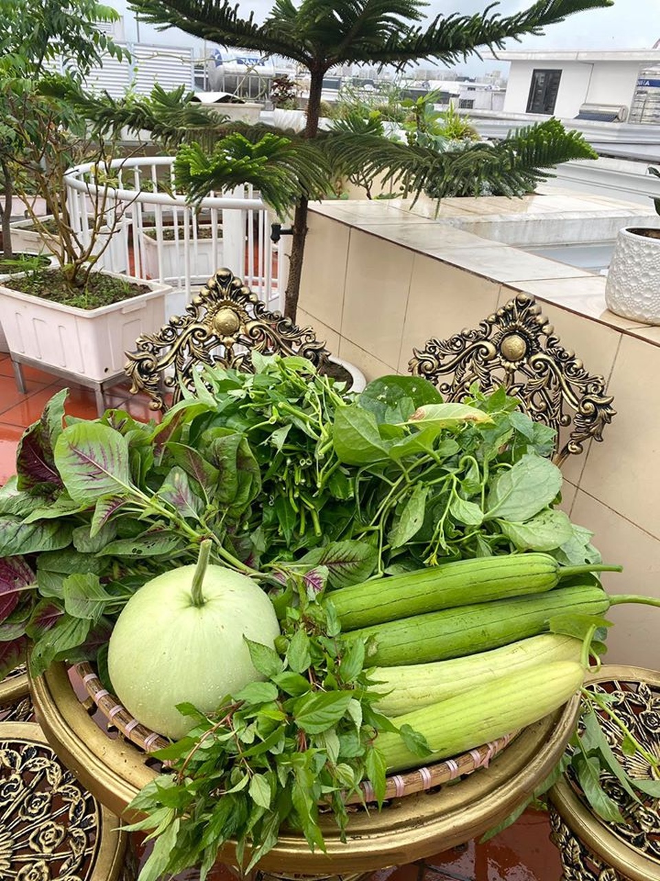 Mẹ đảm Hải Phòng trồng rau, nuôi cá trên sân thượng biệt thự triệu USD - 6 Mẹ đảm Hải Phòng trồng rau, nuôi cá trên sân thượng biệt thự triệu USD - 6
